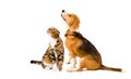 Beagle dog and cat Scottish Fold sitting together Royalty Free Stock Photo