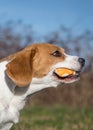 Beagle Dog catch a ball in the air Royalty Free Stock Photo