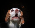 Beagle dog catching a treat