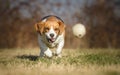 Beagle dog chasing ball