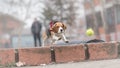 Beagle dog chasing ball