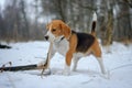 Beagle dog chewing a dry branch in winter forest Royalty Free Stock Photo