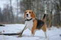 Beagle dog chewing a dry branch in winter forest Royalty Free Stock Photo