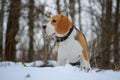 Beagle dog chewing a dry branch in winter forest Royalty Free Stock Photo