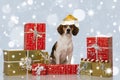 Beagle dog with christmas gifts