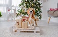 Beagle dog in Christmas time