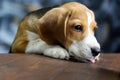 Beagle dog climbed with its front paws on a dark wood table in search of something delicious. Royalty Free Stock Photo