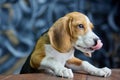 Beagle dog climbed with its front paws on a dark wood table in search of something delicious. Royalty Free Stock Photo