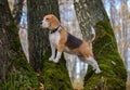 Beagle dog climbed the tree in the forest