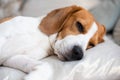 Beagle dog close up on a carpet falling asleep. Original photo Royalty Free Stock Photo