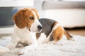 Beagle dog close up on a carpet falling asleep. Original photo Royalty Free Stock Photo