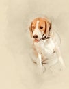 Beagle dog close up