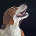 Beagle dog closeup Royalty Free Stock Photo