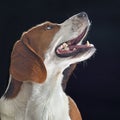 Beagle dog closeup