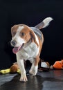 Beagle dog closeup