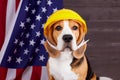 A beagle dog in a construction helmet on the background of the American flag.