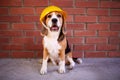 A beagle dog in a construction helmet at a brick wall