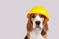 A beagle dog in a construction helmet on a grey isolated background