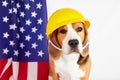 A beagle dog in a construction helmet next to an American flag