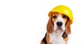 A beagle dog in a construction helmet