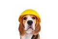 A beagle dog in a construction helmet on a white isolated background.