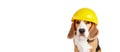 A beagle dog in a construction helmet on a white isolated background