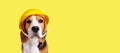 A beagle dog in a construction helmet on a yellow isolated background.