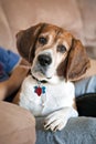 Beagle Dog on the Couch Royalty Free Stock Photo