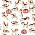 Beagle dog in different poses seamless pattern. Vector graphics