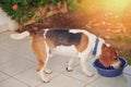 Beagle dog drinking water Royalty Free Stock Photo