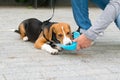 Beagle dog, drinking water from a drinking bowl, walking on the street with the owner Royalty Free Stock Photo