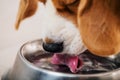 Beagle dog drinking water Royalty Free Stock Photo