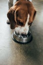 Beagle dog drinking water from metal bowl in kitchen Royalty Free Stock Photo