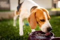 Beagle dog drinking water to cool off in shade Royalty Free Stock Photo