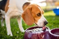 Beagle dog drinking water to cool off in shade Royalty Free Stock Photo