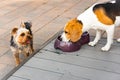 Beagle dog drinking water to cool off in shade on grass hiding from summer sun . Summer background Royalty Free Stock Photo