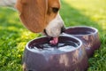 Beagle dog drinking water to cool off in shade on grass hiding from summer sun Royalty Free Stock Photo