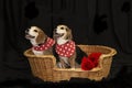 Beagle Dog Duo