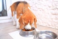 Beagle dog eating Royalty Free Stock Photo