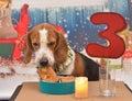 Beagle dog eating birthday cake platter