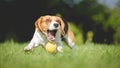 Beagle dog fails to catch ball Royalty Free Stock Photo