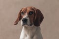 Beagle dog feeling grumpy because someone stole his bone