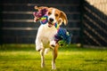 Beagle Dog Fetching A Rope Toy