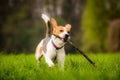 Beagle dog in a field runs with ears up and a stick Royalty Free Stock Photo