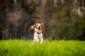 Beagle dog in a field runs with a stick Royalty Free Stock Photo