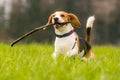 Beagle dog in a field runs with a stick Royalty Free Stock Photo