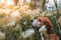 Beagle dog in a field of spring white flowers