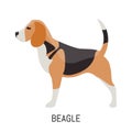 Beagle. Dog, flat icon. Isolated on white background.