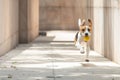 Beagle dog with floppy running and jumping fetching and holding a yellow ball with blurry background running towards viewer Royalty Free Stock Photo