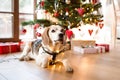 Beagle dog in front of illuminated Christmas tree.